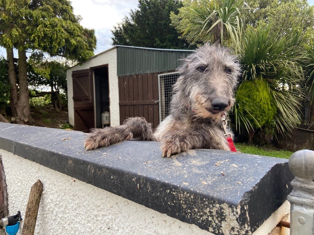 dog dermatologist near me